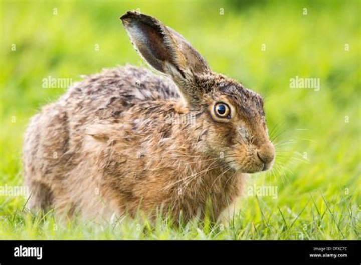 A brown hare (Lepus europaeus) crouches in the early morning in a field in the Oderbruch, a cultivated landscape in the east of the state of Brandenburg. 