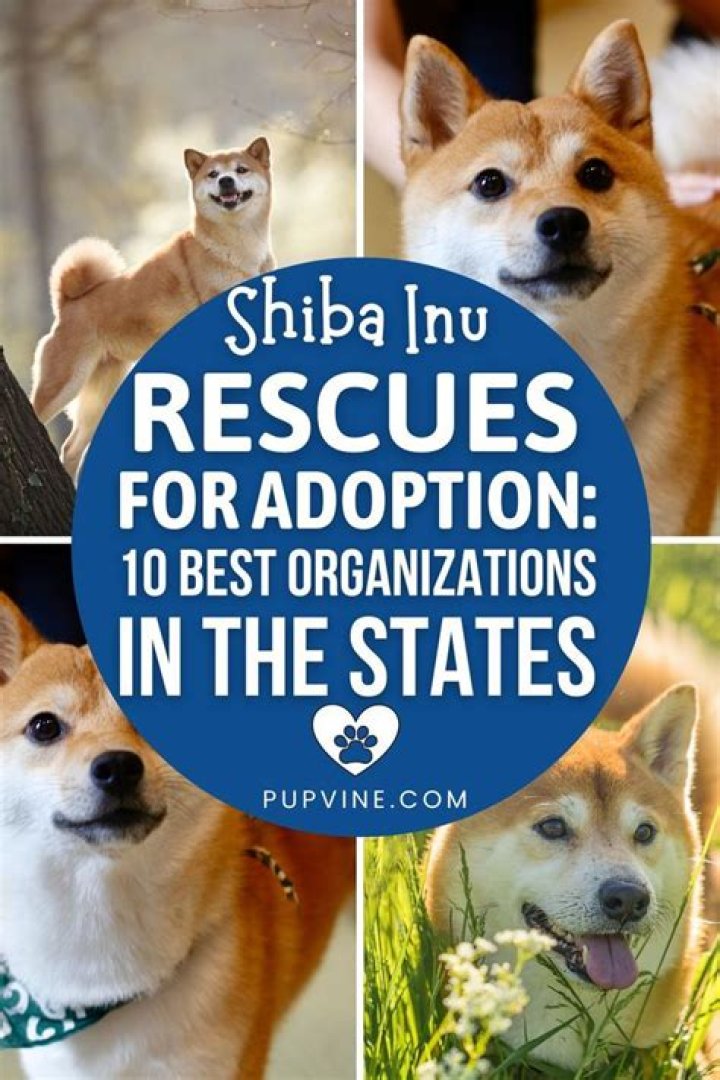 Adoption and Rescue Organizations