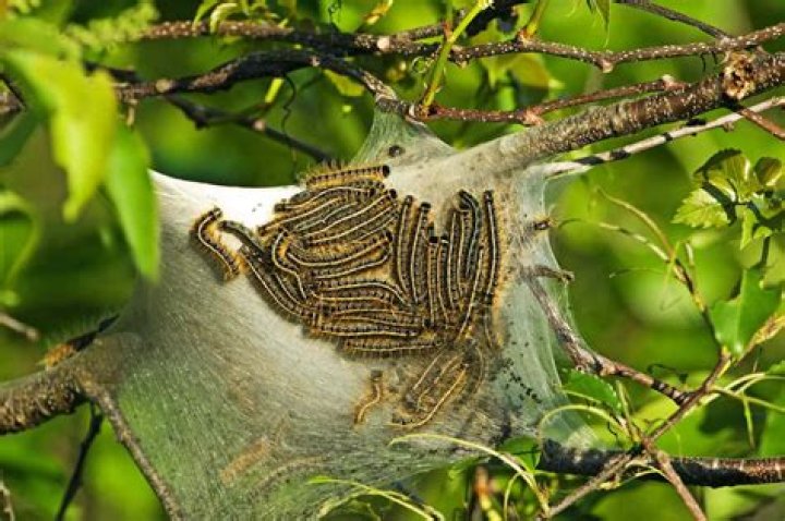Are Eastern tent caterpillars poisonous?