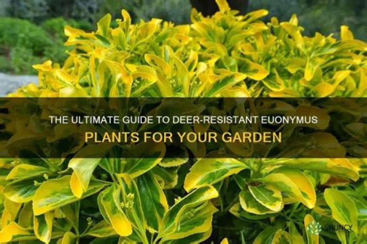 Are euonymus plants deer resistant?