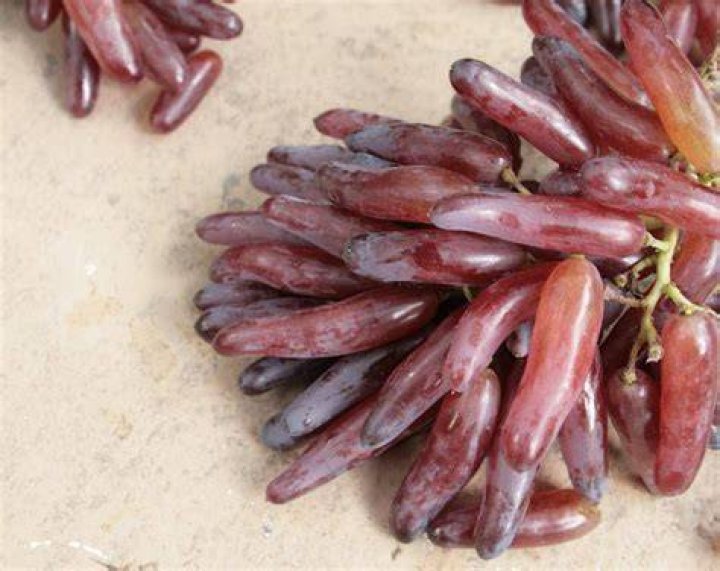 Are finger grapes genetically modified?