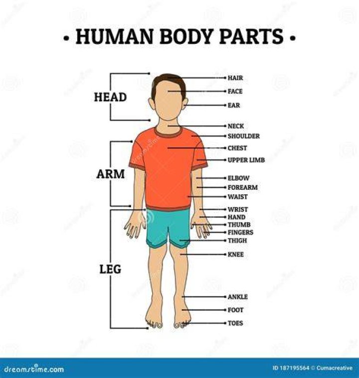 Arm, Shoulder, Elbow, Waist, Joint, Abdomen, Chest, Sleeveless shirt, Trunk, Stomach, Arm, Shoulder, Elbow, Waist, Joint, Abdomen, Chest, Sleeveless shirt, Trunk, Stomach,