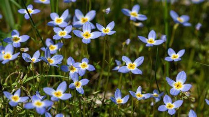 Bluets Bluets