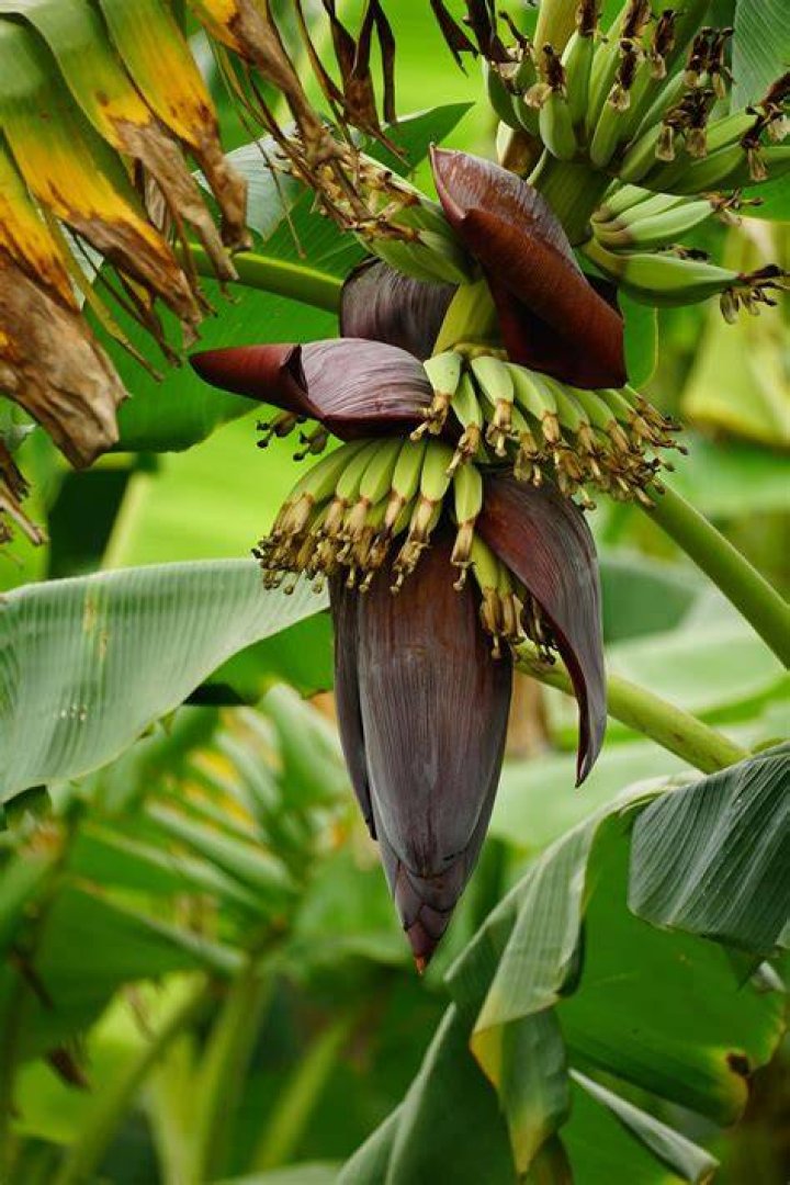 Can banana be called a true fruit?