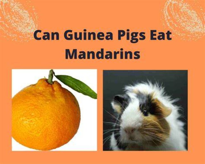 Can birds eat mandarins?