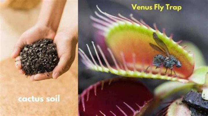 Can I use cactus soil for Venus Fly Trap?