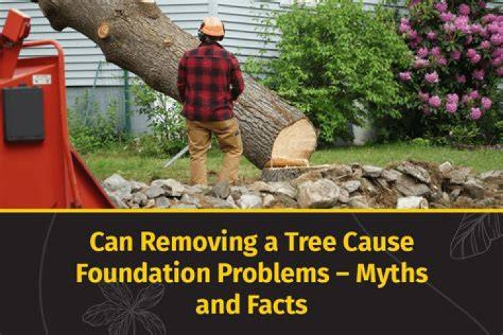 Can removing a tree cause foundation problems?