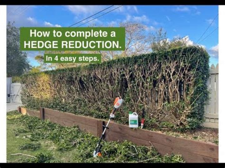 Can you cut hedges in winter?