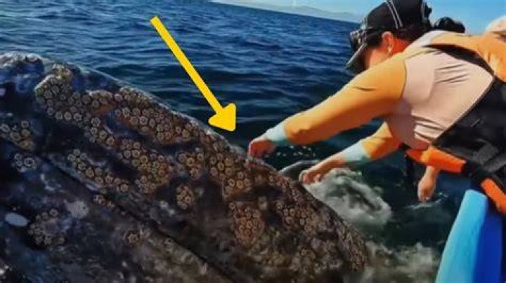 Can you scrape barnacles off a whale?