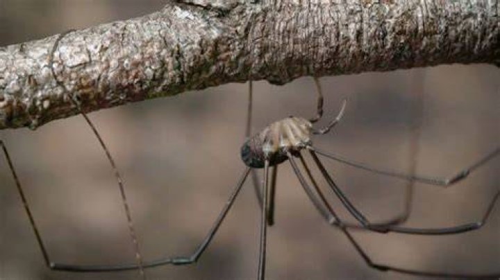 Daddy longlegs risk life, and especially limb, to survive
