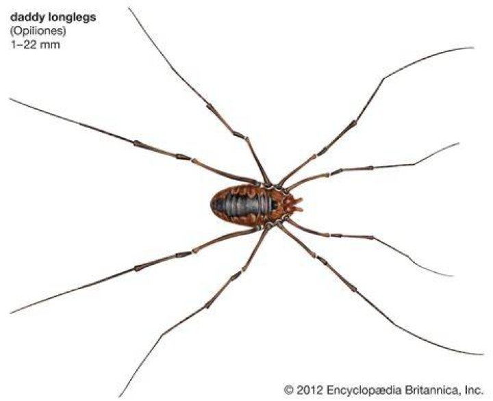 Daddy longlegs