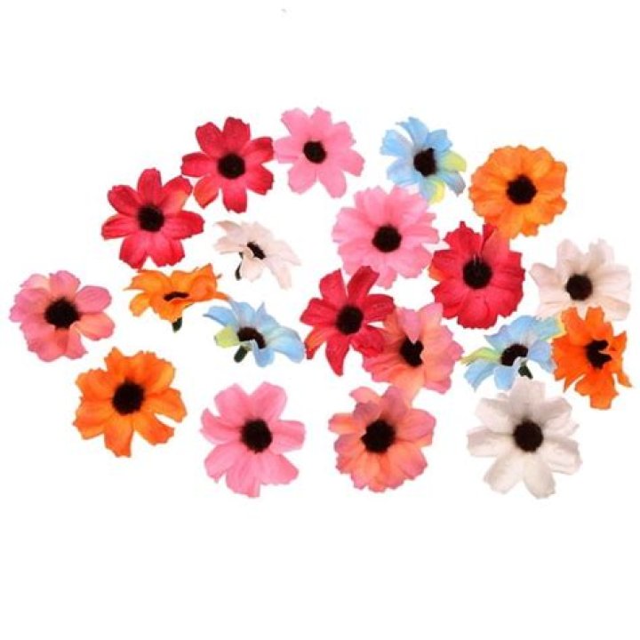 Daisy Head