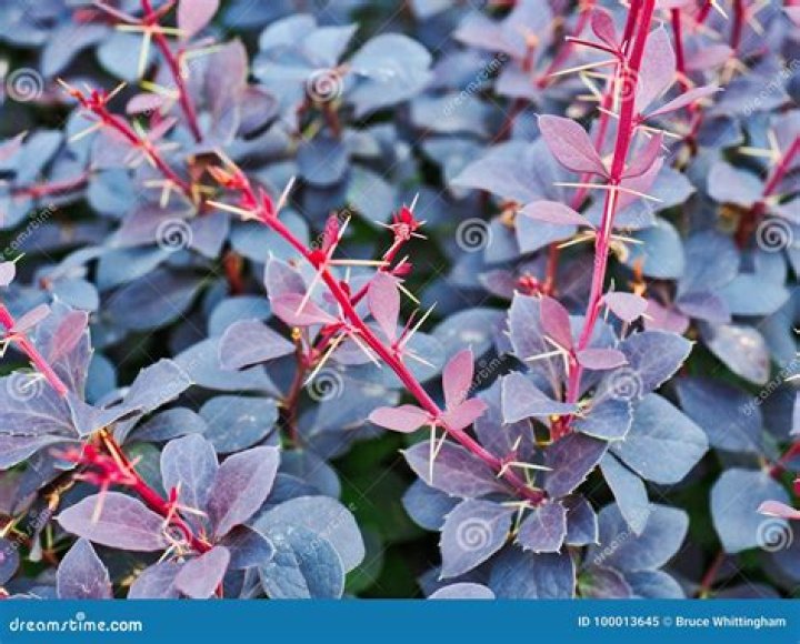 Do all barberry bushes have thorns?