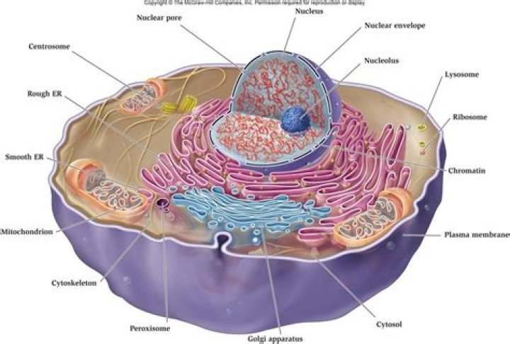 Do all cells have a plasma membrane?
