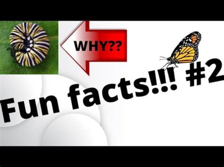Do caterpillars curl up when they die?