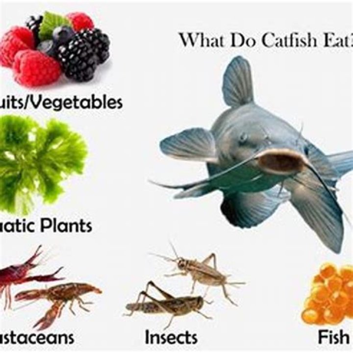 Do catfish eat vegetables?