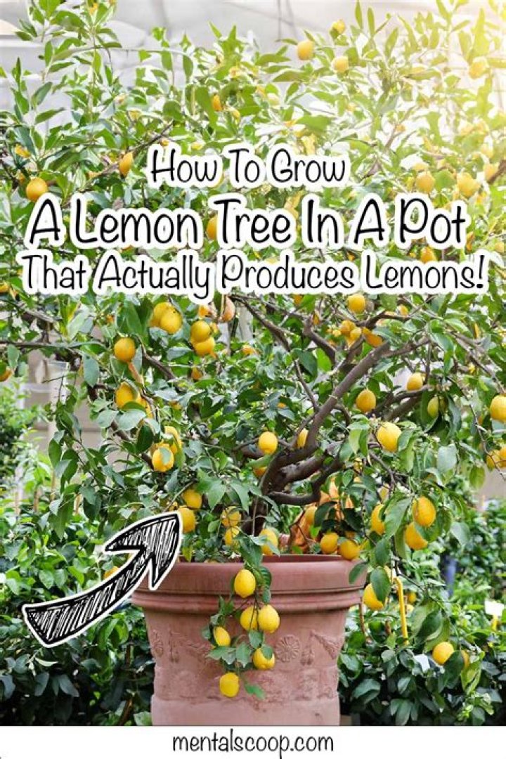 Do lemon trees need to be planted in pairs?