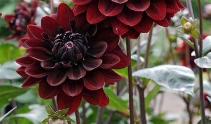 Do rabbits eat dahlias?