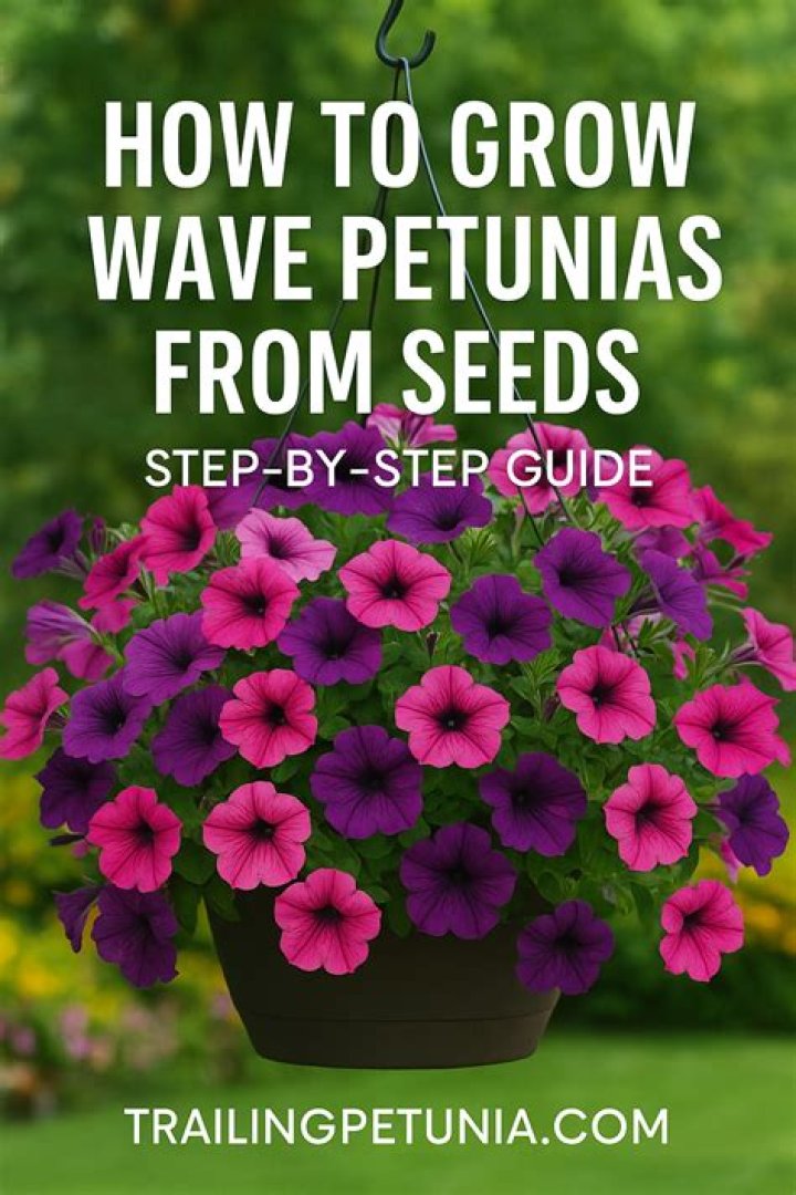 Do Wave petunias grow back?