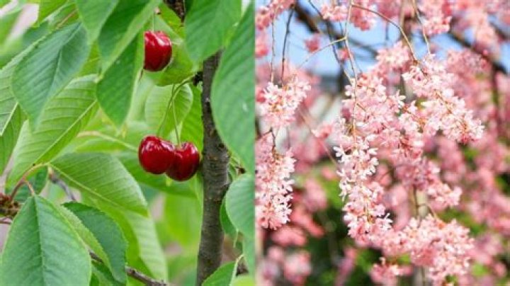Does a flowering cherry tree produce fruit?