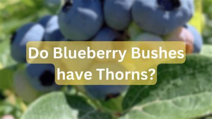Does blueberry plant have thorns?
