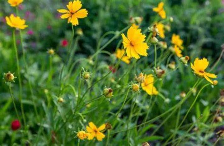 Does coreopsis come back every year?