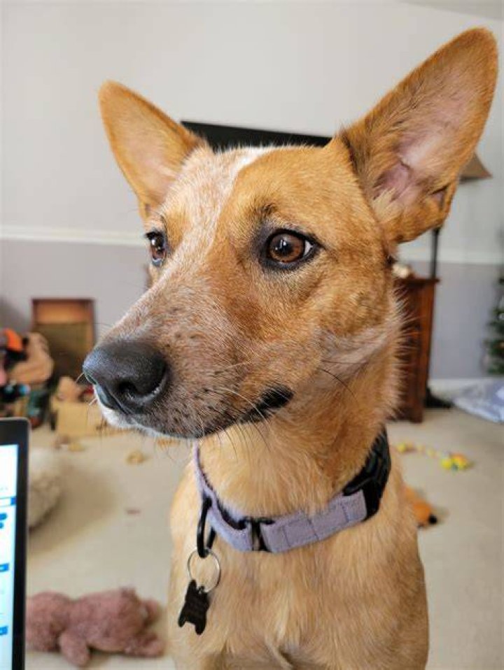 Dog for Adoption Gena, a Australian Cattle Dog/Blue Heeler in