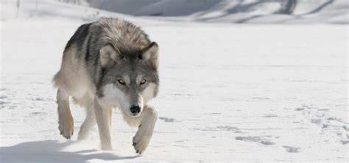 Gray Wolf | Nature | PBS