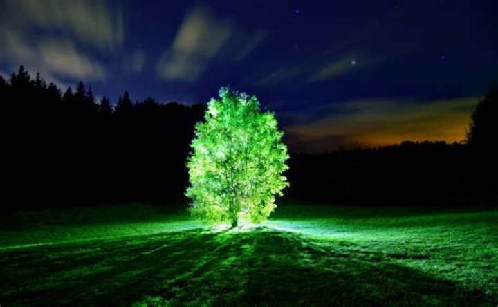 Green, Light, Lighting, Tree, Night, Architecture, Plant, Photography, Screenshot, Darkness, Green, Light, Lighting, Tree, Night, Architecture, Plant, Photography, Screenshot, Darkness,