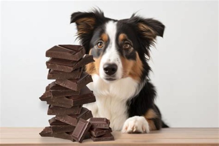 Hond Eet Chocolade Wat Nu? (Solution)