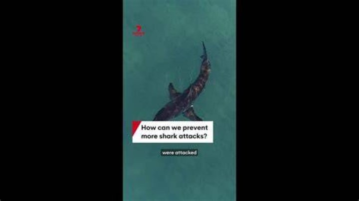 How can we prevent sea bear attacks?