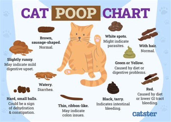 How do I clean poop off my cat?
