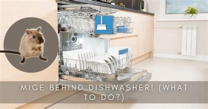 How do mice get under dishwasher?