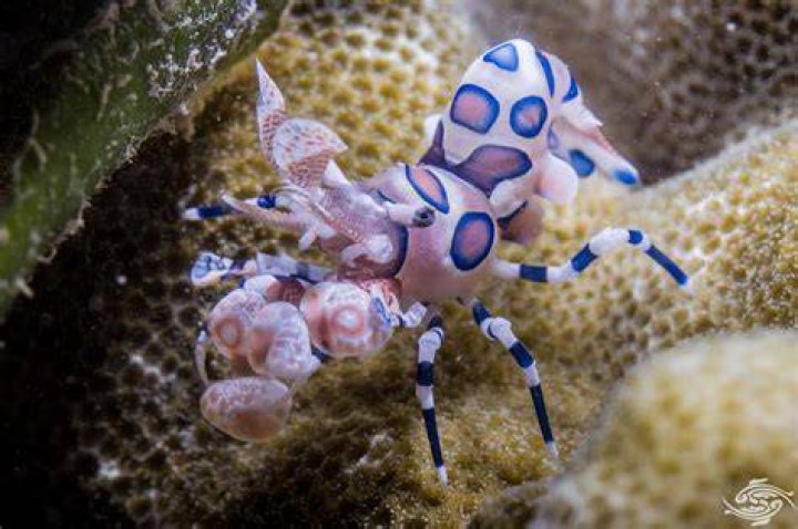 How do you feed Harlequin shrimp?