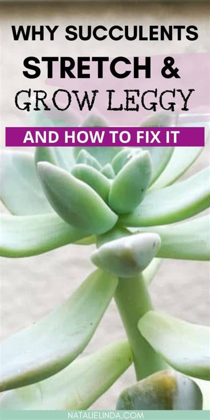 How do you keep succulents from getting leggy?