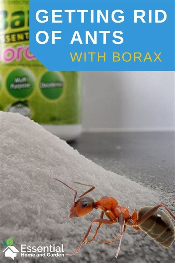How Do You Mix Hot Sauce To Kill Ants? (Solution)