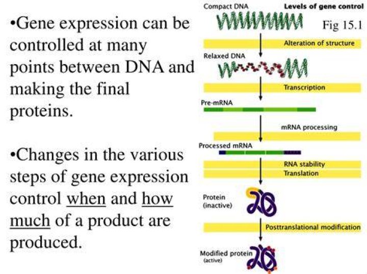 How gene expression is controlled?