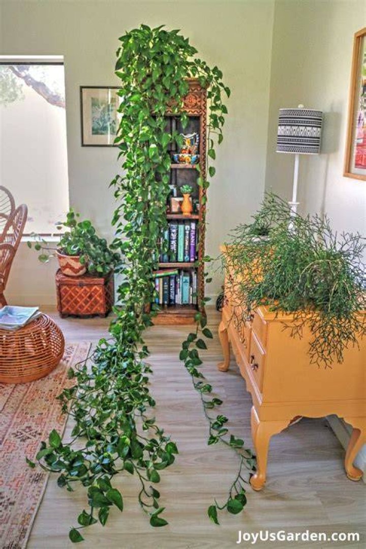 How long can a pothos plant live?