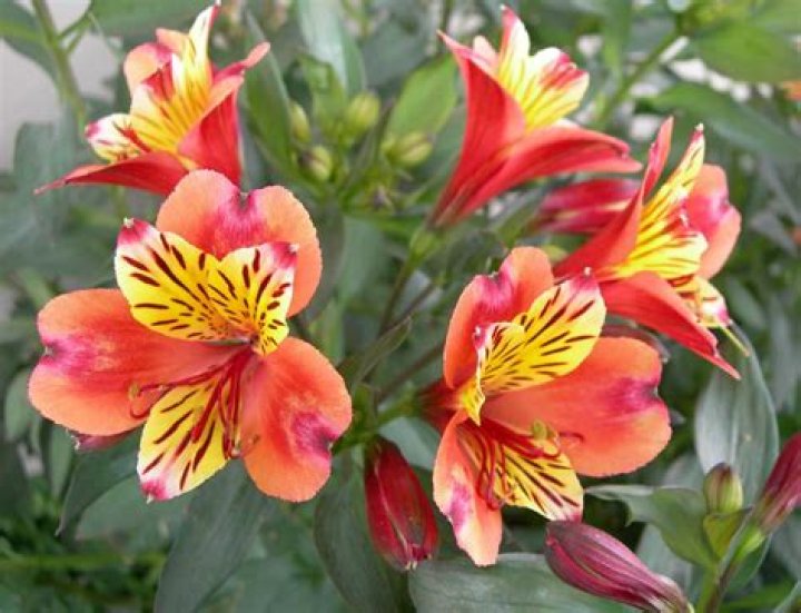 How long do Peruvian lilies live?