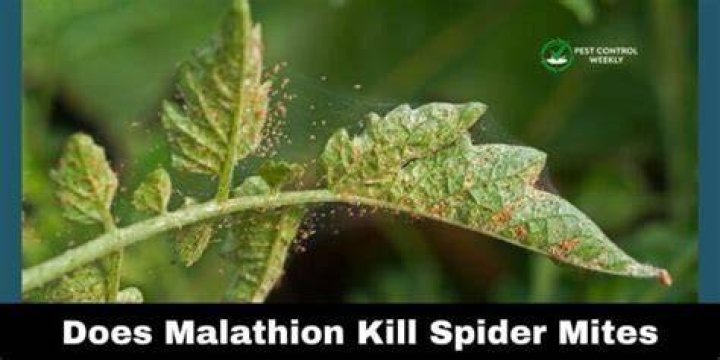 How long does it take for malathion to kill bugs?