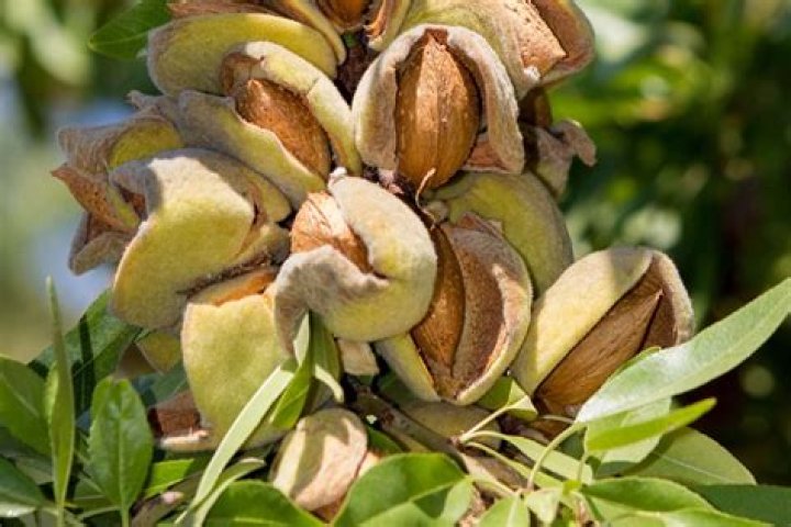 How many almonds do you get from one tree?