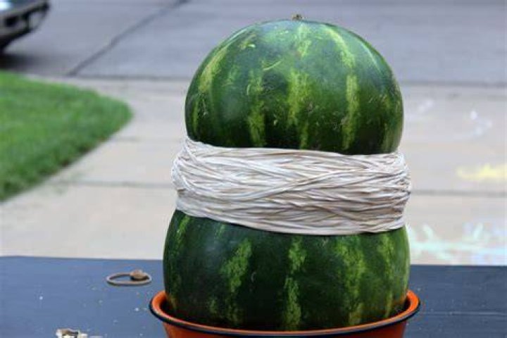 How many rubber bands does it take to make a watermelon explode?