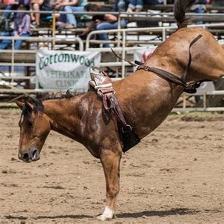 How much damage can a horse kick do?