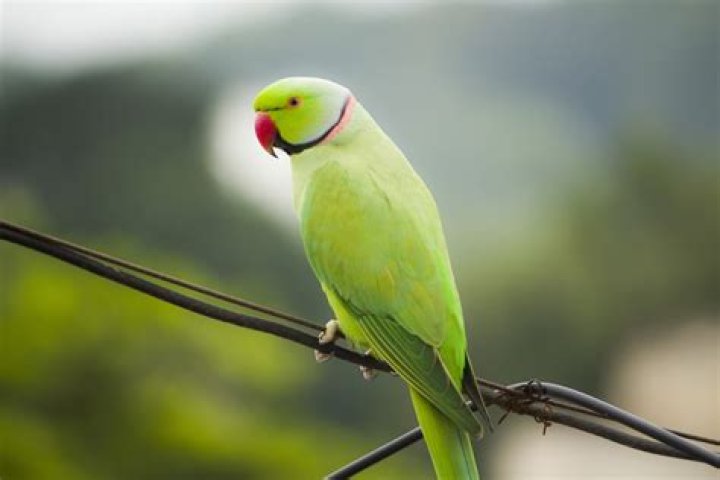 How Much Does an Indian Ringneck Parrot Cost?
