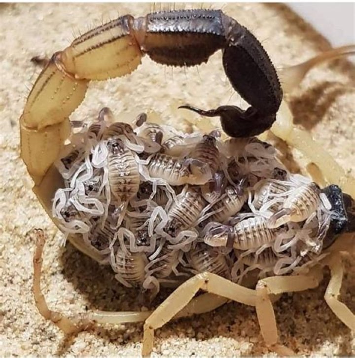 How often do scorpions have babies?