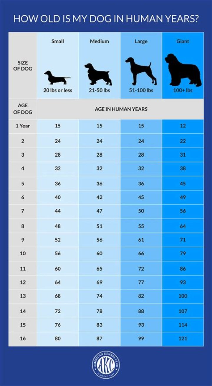 How old is 9S in human years?