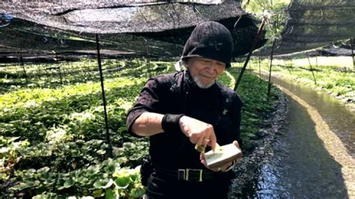 How profitable is wasabi farming?
