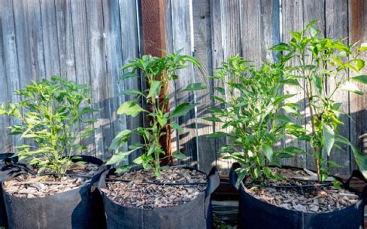 How To Grow Sriracha Peppers? (Solved)
