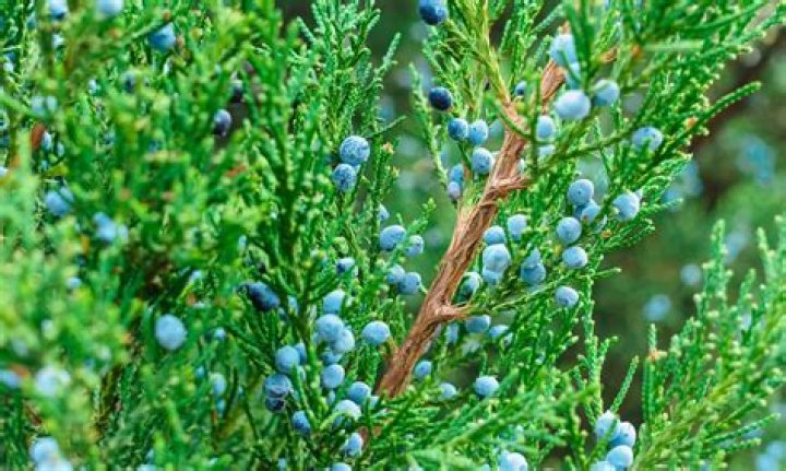 Is a cypress tree a juniper?