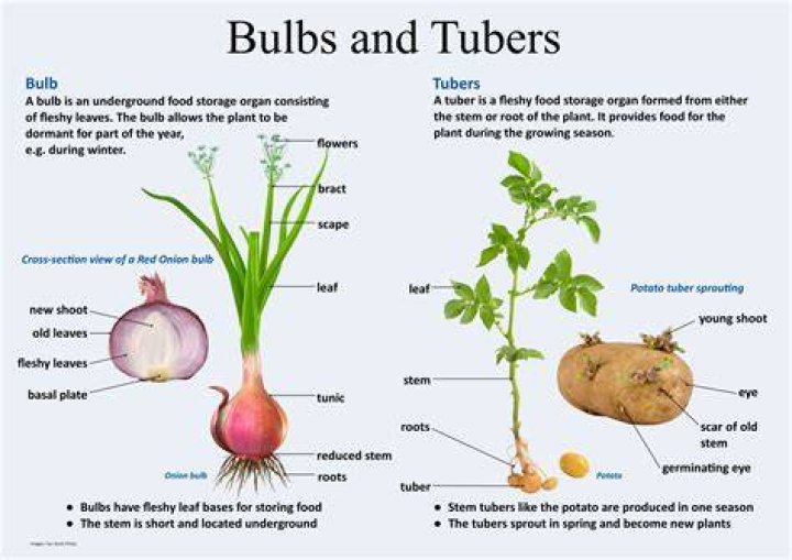 Is an onion a bulb or tuber?